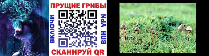 Псилоцибиновые грибы Cubensis  Дмитриев 